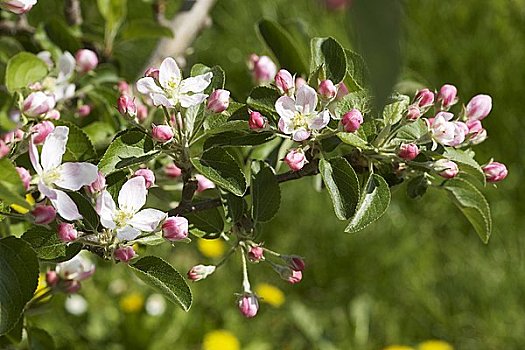 嫩枝,苹果花,品种