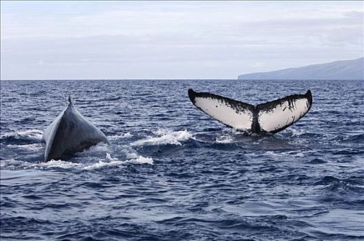 驼背鲸,大翅鲸属,鲸鱼,背鳍,尾部,国家,海洋,毛伊岛,夏威夷,提示,照相
