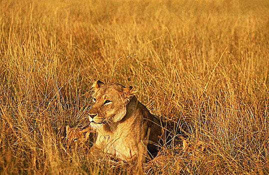 非洲狮,狮子,母兽,幼兽,站立,大草原,肯尼亚
