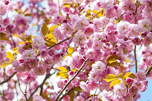 樱花,春天,樱桃树,枝条
