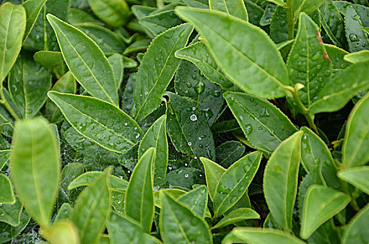 茶园茶山茶树铁观音