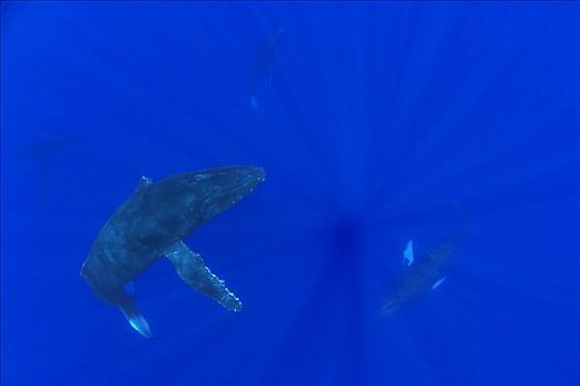 驼背鲸,大翅鲸属,鲸鱼,护从,左边,胜者,追逐,停止,雌性,右边,远景,国家,海洋,夏威夷,提示,照相