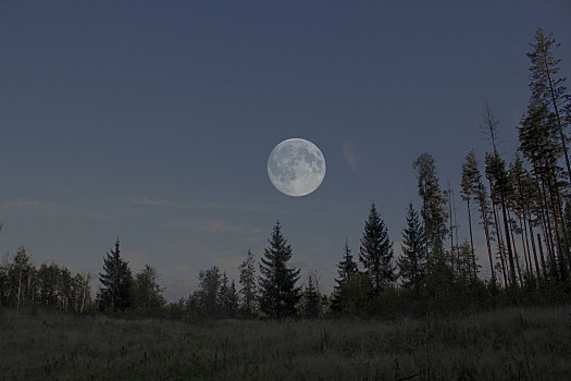 月下森林夜景图片图片