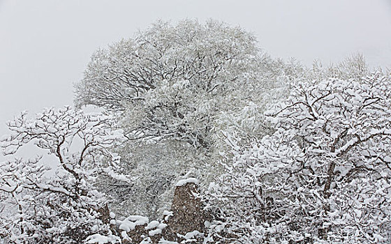 贺兰山雪景