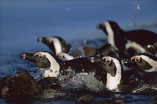 黑脚企鹅,群,游泳,漂石,南非