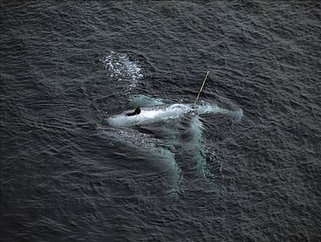 独角鲸,一角鲸,群,巴芬岛,加拿大