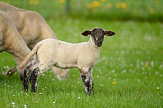 家羊,白羊座,绵羊,羊羔肉,羊羔,草地,巴伐利亚,德国