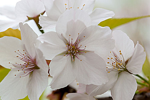 樱花,染井吉野樱,东京樱花,日本樱花