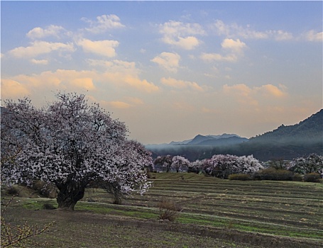 野桃花观赏圣地索松村