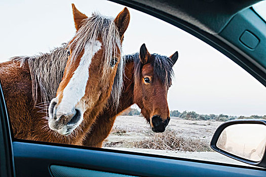英格兰,汉普郡,新森林地区,小马,看,车窗