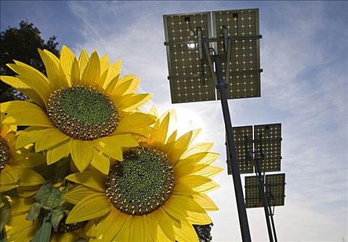 清洁,再生能源,向日葵,背景,太阳,收集,太阳能电池板,能量,黑森州,德国,欧洲