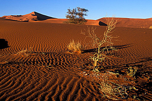 非洲,纳米比亚,纳米比诺克陆夫国家公园,朝日,红色,沙丘,纳米布沙漠,靠近,索苏维来地区
