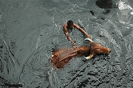 农民,洗,母牛,污染,水,恒河,老,达卡,孟加拉,2005年