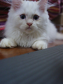 全白的白猫忧郁