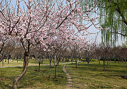 花园小路