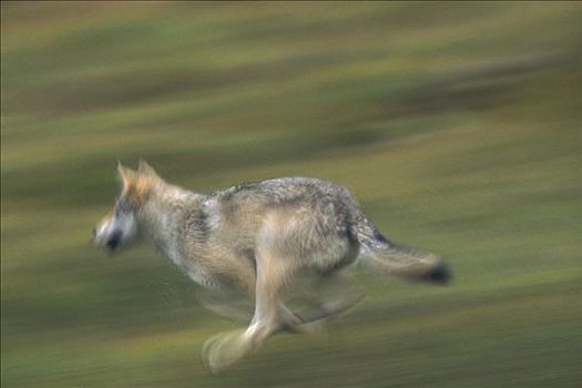 大灰狼,狼,夏天,德纳利国家公园和自然保护区,阿拉斯加