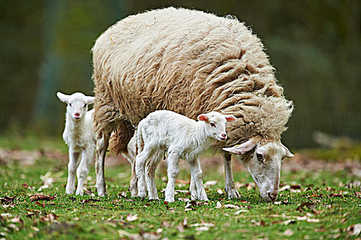 头像,雌性,绵羊,羊羔,牧场,春天,野生园,下萨克森,德国