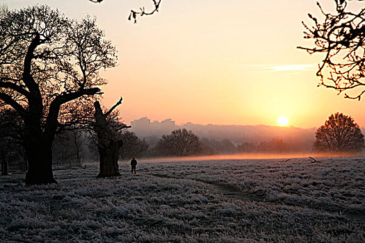 日出,上方,霜,里士满,公园,伦敦,英国