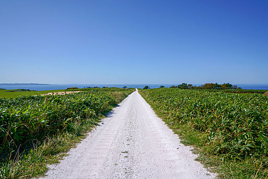 白色,道路