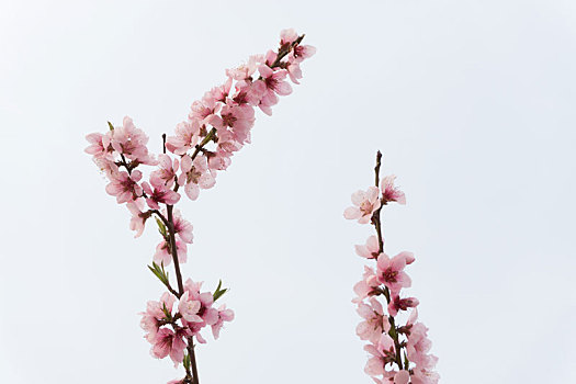 蓝色天空背景下的两条春天盛开的桃花枝