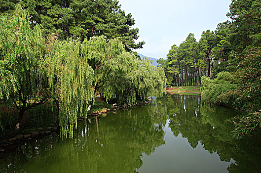 公园,湖,树木