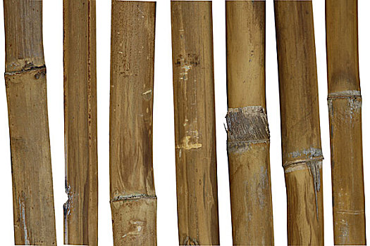 自然,竹子,框,白色背景
