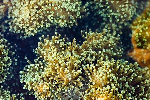 珊瑚,珊瑚虫