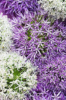 白色,紫色,葱属植物,花