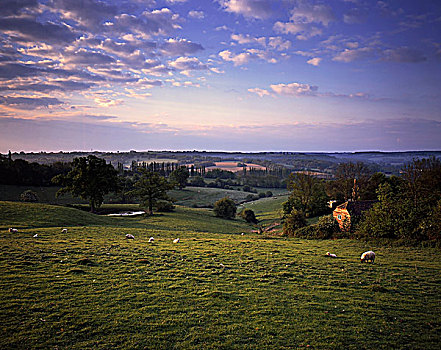 英格兰,肯特郡,靠近,绵羊,放牧,土地,乡村