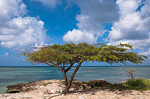 孤木,海滩,阿鲁巴,小安的列斯群岛,加勒比