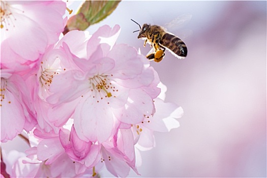 蜜蜂,花,樱桃树