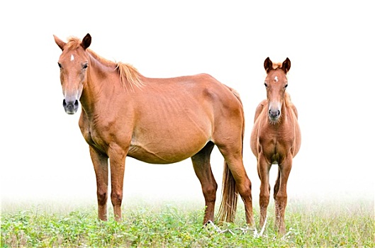 褐色,母马,小马,白色背景,背景
