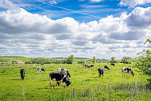 母牛,放牧,夏天