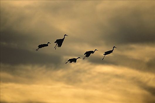 沙丘鹤,成群,五个,飞,日落,博斯克德尔阿帕奇,新墨西哥