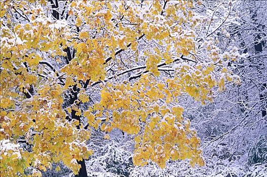 树,雪,高,公园,多伦多,安大略省,加拿大