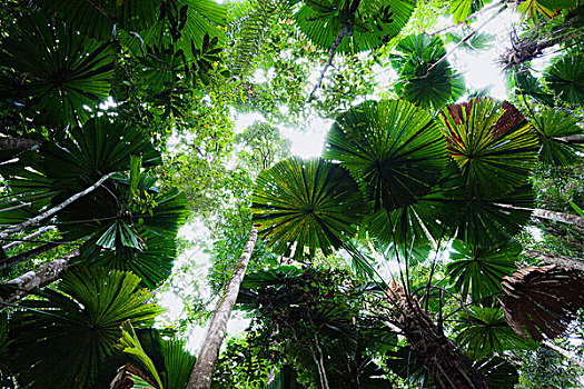 扇形棕榈,多,国家公园,北方,昆士兰,澳大利亚