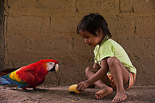 绯红金刚鹦鹉,宠物,水果,孩子,圭亚那