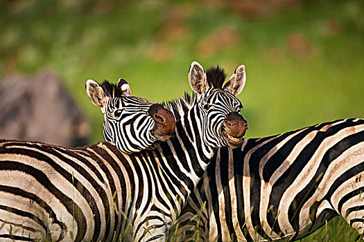 斑马,自然保护区,南非