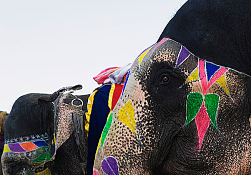 涂绘,大象,节日,斋浦尔,拉贾斯坦邦,印度