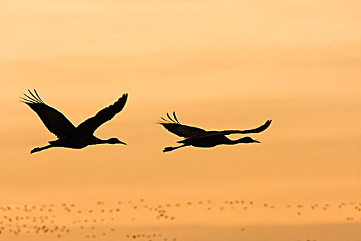 沙丘鹤,一对,飞,日出,博斯克德尔阿帕奇,新墨西哥