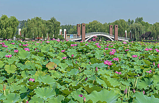 石家庄植物园,莲花,荷花,荷叶,湖,荷塘