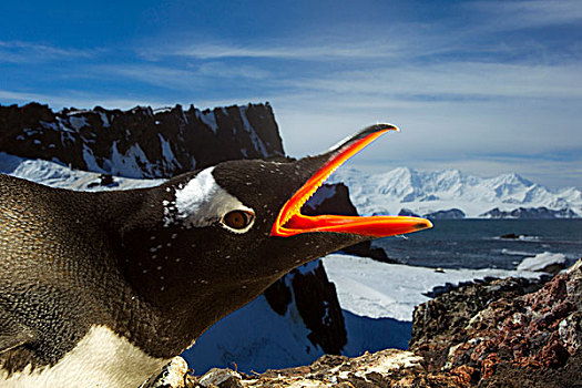 南极,岛屿,光亮,头像,巴布亚企鹅,巢穴,南设得兰群岛