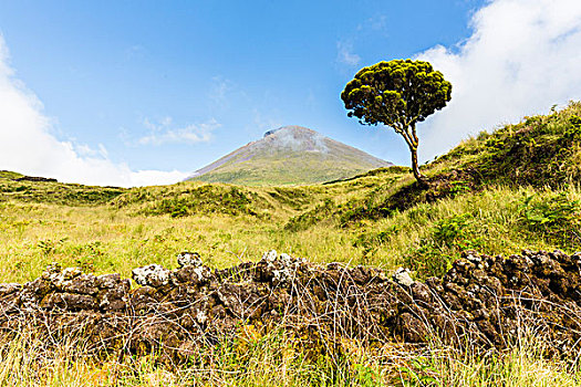 本土动植物,树,石南,石南科灌木,火山岩,石墙,牧场,攀升,皮库岛,亚速尔群岛,葡萄牙