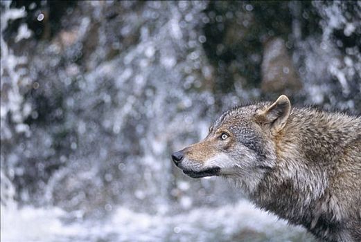 狼,动物园,瑞典