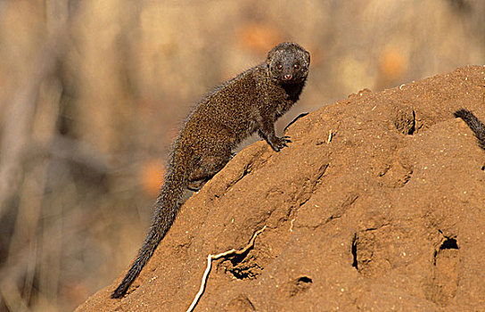 矮小,猫鼬,克鲁格国家公园,南非,非洲
