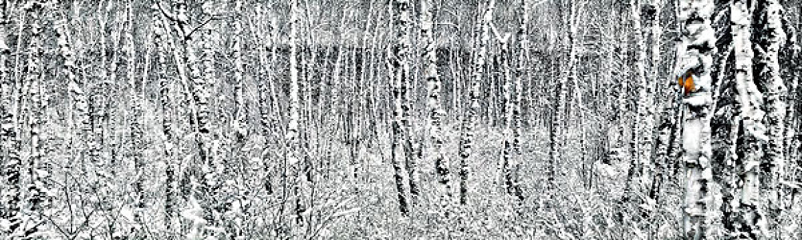 桦树,桦属,小树林,积雪,明尼苏达