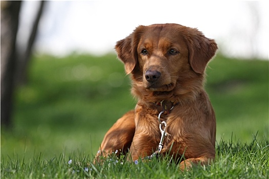 新斯科舍省,猎犬,草地