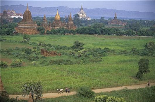 蒲甘,全景,庙宇,两个人,牛,走,小路,地点