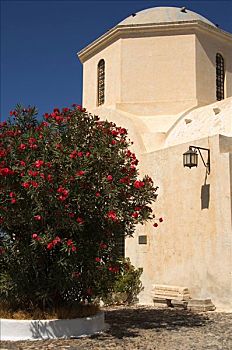 夹竹桃,正面,教堂,锡拉岛,基克拉迪群岛,爱琴海,希腊