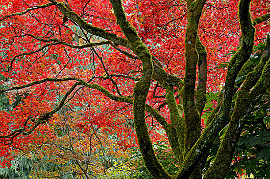 秋色,日式庭园,宝翠花园,温哥华岛,不列颠哥伦比亚省,加拿大